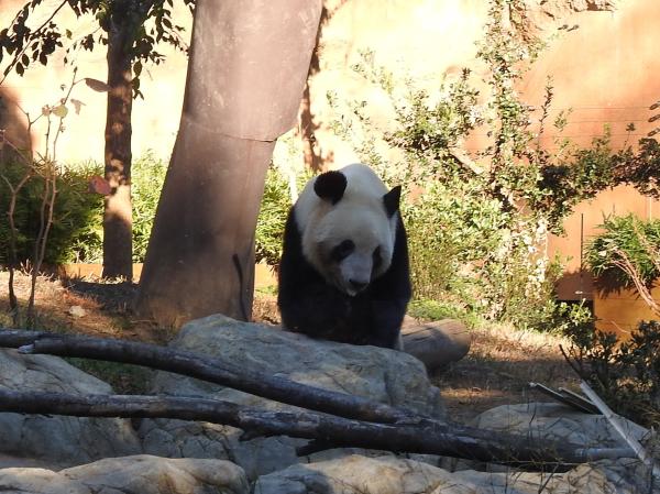 『R6年度バスツアー（上野動物園・パンダ）』の画像